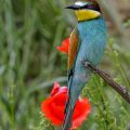 Bienenfresser (Merops apiaster)
