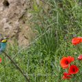 Bienenfresser (Merops apiaster)
