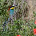 Bienenfresser (Merops apiaster)