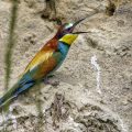 Bienenfresser (Merops apiaster)
