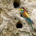 Bienenfresser (Merops apiaster)
