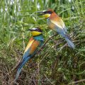 Bienenfresser (Merops apiaster)