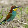 Bienenfresser (Merops apiaster)