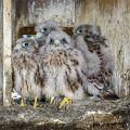 Turmfalke (Falco tinnunculus) Junge im Nistkasten