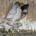Turmfalke (Falco tinnunculus) Junger im Nistkasten