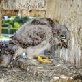 Turmfalke (Falco tinnunculus) Junger im Nistkasten mit Grille