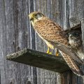 Turmfalke (Falco tinnunculus) Weibchen am Nistkasten