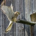 Turmfalke (Falco tinnunculus) Weibchen am Nistkasten