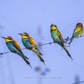 Bienenfresser (Merops apiaster)