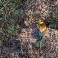 Bienenfresser (Merops apiaster)