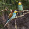 Bienenfresser (Merops apiaster)