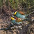 Bienenfresser (Merops apiaster) Paarung