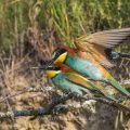 Bienenfresser (Merops apiaster) Paarung