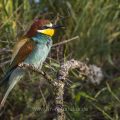 Bienenfresser (Merops apiaster)