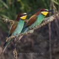 Bienenfresser (Merops apiaster)