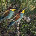 Bienenfresser (Merops apiaster)