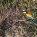 Bienenfresser (Merops apiaster)