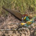 Bienenfresser (Merops apiaster) Paarung