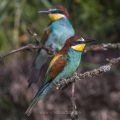 Bienenfresser (Merops apiaster)