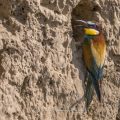 Bienenfresser (Merops apiaster)