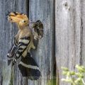 Wiedehopf (Upupa epops) füttert Junge mit Maulwurfsgrille