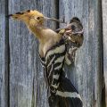 Wiedehopf (Upupa epops) füttert Junge