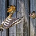 Wiedehopf (Upupa epops) füttert Junge