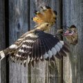 Wiedehopf (Upupa epops) füttert Junge