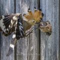 Wiedehopf (Upupa epops) füttert Junge