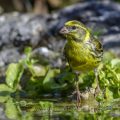 Girlitz (Serinus serinus) Männchen