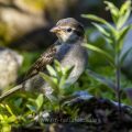 Haussperling (Passer domesticus) Weibchen