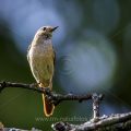 Gartenrotschwanz (Phoenicurus phoenicurus) Weibchen