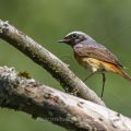 Gartenrotschwanz (Phoenicurus phoenicurus) Männchen