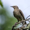 Star (Sturnus vulgaris) Jungvogel