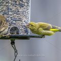 Junger Grünfink (Carduelis chloris) streitet mit Haussperling