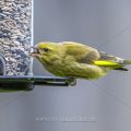 Junger Grünfink (Carduelis chloris)
