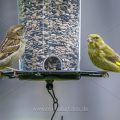 Junger Grünfink (Carduelis chloris) und Haussperling