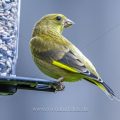 Grünfink (Carduelis chloris)