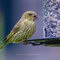 Junger Grünfink (Carduelis chloris)