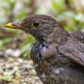 Amsel (Turdus merula) Weibchen