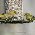 Grünfinken (Carduelis chloris)
