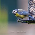 Blaumeise (Cyanistes caeruleus)