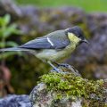 Junge Kohlmeise (parus major)