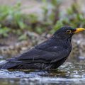 Amsel (Turdus merula) Männchen
