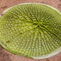 Riesenseerose (Victoria cruziana) Blattunterseite
