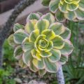 Aeonium Sunburst Tricolor