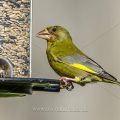 Grünfink (Carduelis chloris) Männchen
