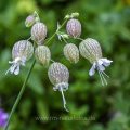 Taubenkropf-Leimkraut (Silene vulgaris)