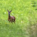 Rehbock (Capreolus capreolus)