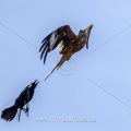 Rotmilan (Milvus milvus) wird von Rabenkrähe geärgert